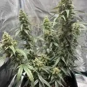 First ever grow Pineapple Express