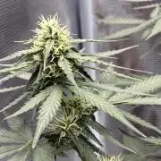 2nd grow epsilon f1