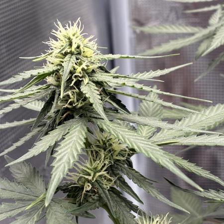2nd grow epsilon f1