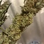 First ever grow Pineapple Express
