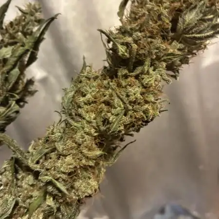 First ever grow Pineapple Express
