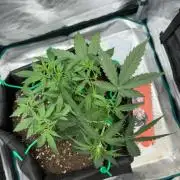 2nd grow epsilon f1