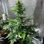 Og kush