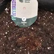 2nd grow epsilon f1
