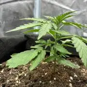 2nd grow epsilon f1