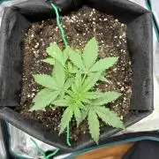 2nd grow epsilon f1