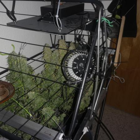 Drying Reck grow