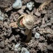 Educational grow (pot only)