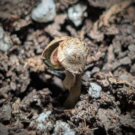 Educational grow (pot only)