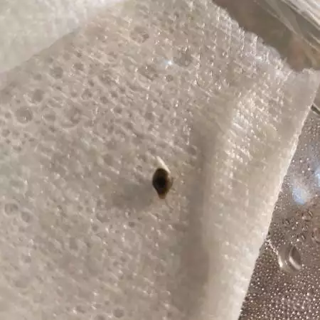 bag seed bonsai attempt 