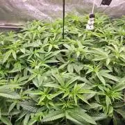 Never Sober Sin City Seeds