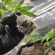 Sour Frootz Karma Genetics