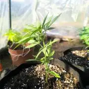 Northern Light Auto