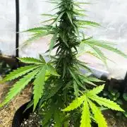 Northern Light Auto