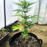 Northern Light Auto