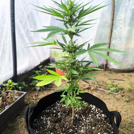 Northern Light Auto