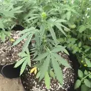 Northern Light Auto