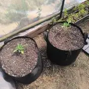 Northern Light Auto