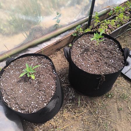 Northern Light Auto