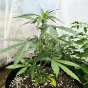 Northern Light Auto