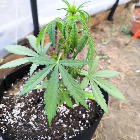 Northern Light Auto