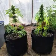 Northern Light Auto
