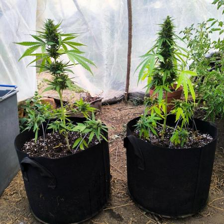 Northern Light Auto