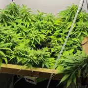 Zamaldelica Fridge ScrOG
