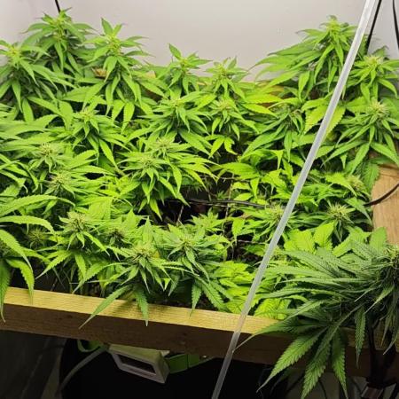 Zamaldelica Fridge ScrOG
