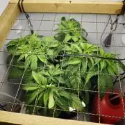 Zamaldelica Fridge ScrOG