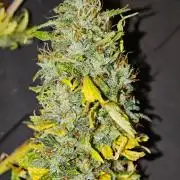 Zamaldelica Fridge ScrOG