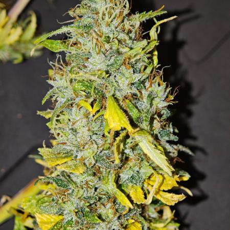 Zamaldelica Fridge ScrOG