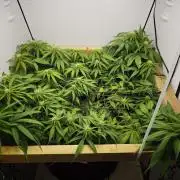 Zamaldelica Fridge ScrOG