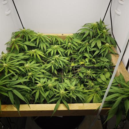 Zamaldelica Fridge ScrOG