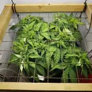 Zamaldelica Fridge ScrOG