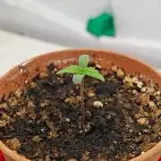 Laughing Buddha Fridge ScrOG