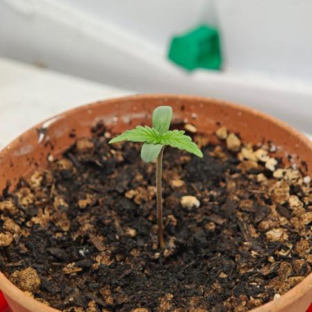 Laughing Buddha Fridge ScrOG