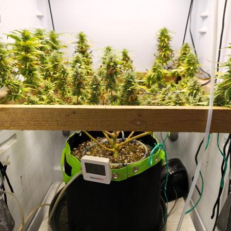 Zamaldelica Fridge ScrOG