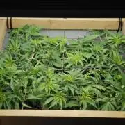 Zamaldelica Fridge ScrOG