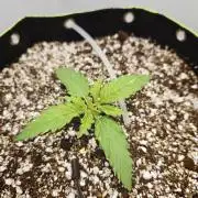 Zamaldelica Fridge ScrOG