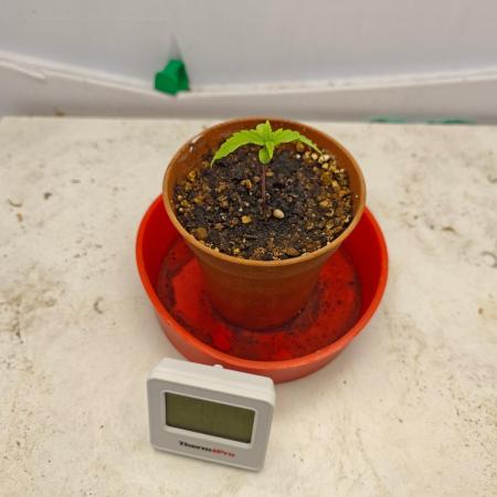 Laughing Buddha Fridge ScrOG