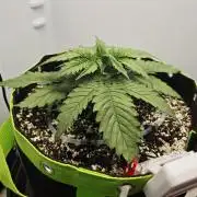Zamaldelica Fridge ScrOG