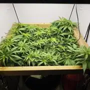 Zamaldelica Fridge ScrOG