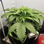 Zamaldelica Fridge ScrOG
