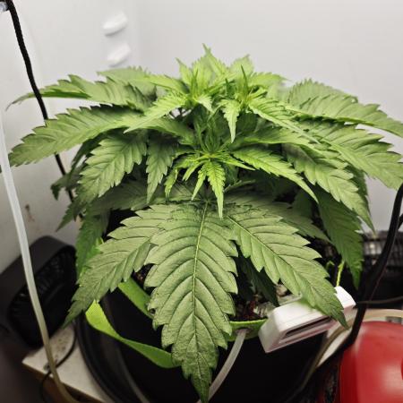 Zamaldelica Fridge ScrOG