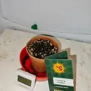 Laughing Buddha Fridge ScrOG
