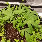 Pineapple Express Auto - Breeder Test