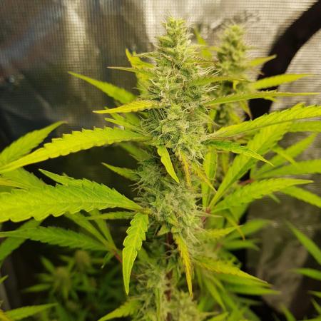 Pineapple Express Auto - Breeder Test