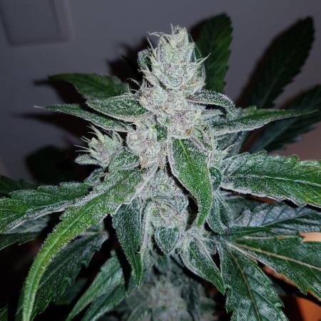 G-Nana Auto by Good Genetix