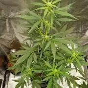 G-Nana Auto by Good Genetix